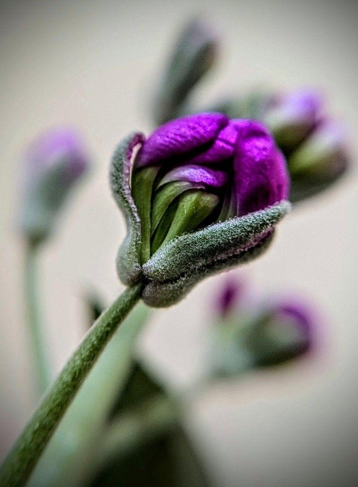 Photograph by AlexaL