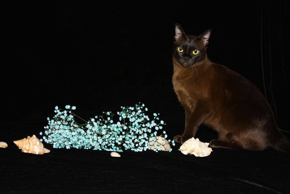 Фотография автора Надежда Лисицына