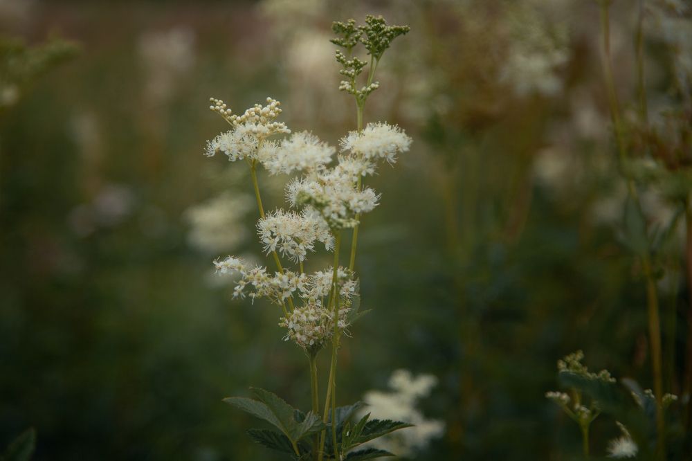 Photograph by Лариса Цепелева