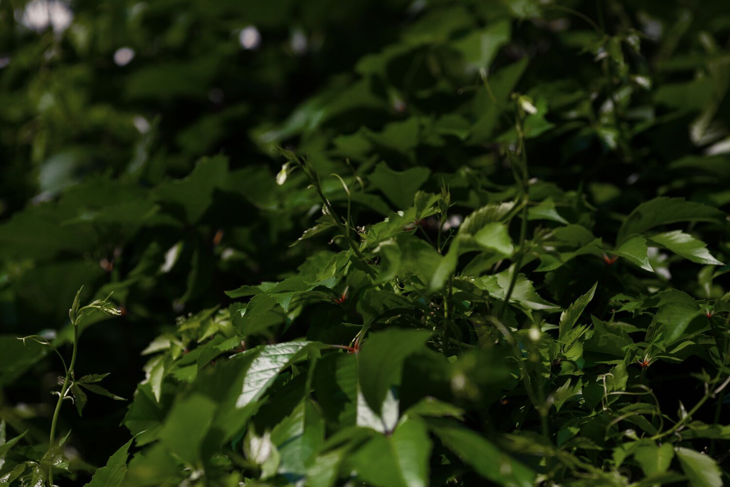Photo #10955984