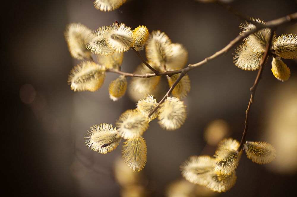 Photograph by Лариса Цепелева
