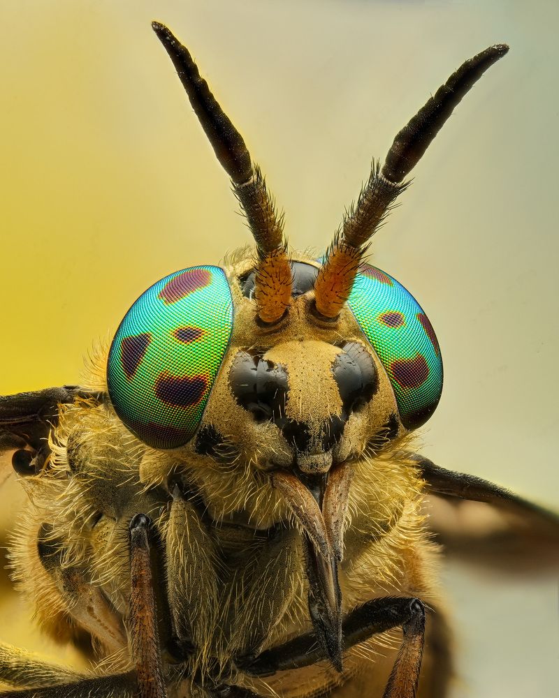 Портрет Слепня