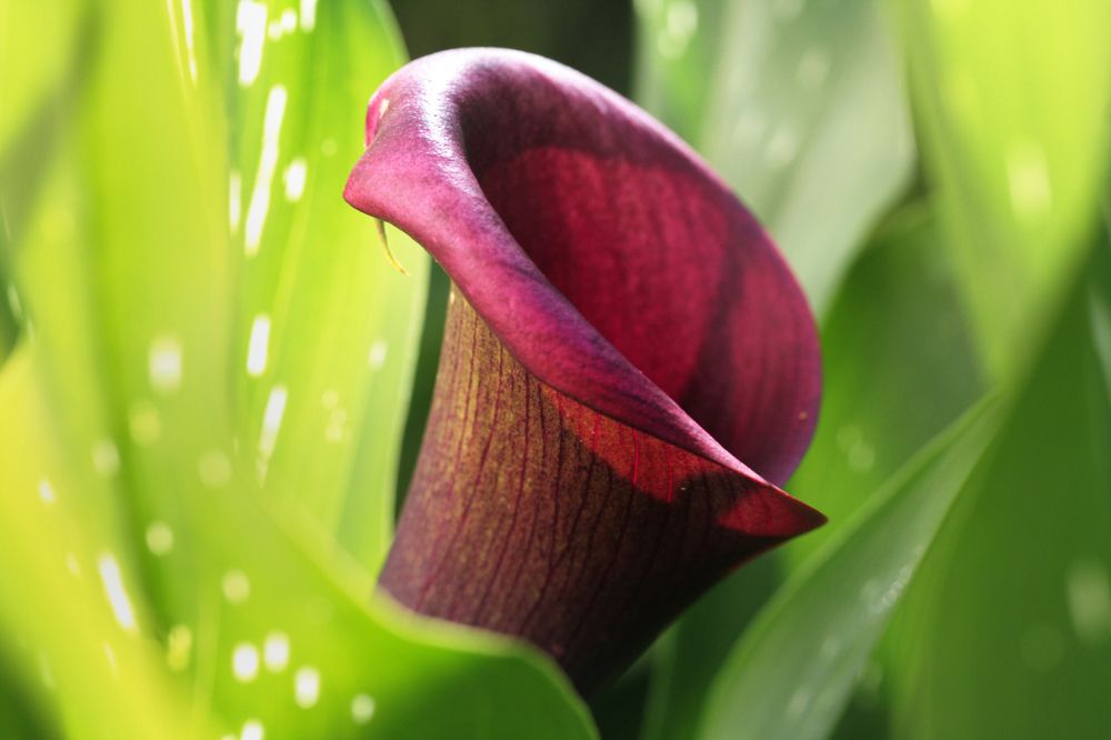 Photograph by Ионова Татьяна