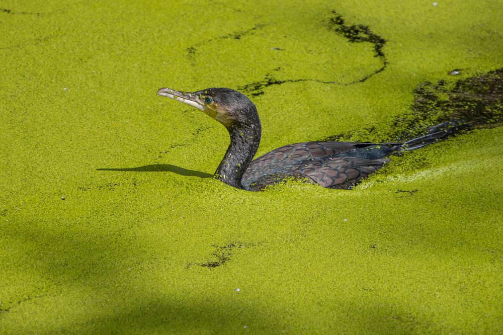 Photograph by Виталий Маслов