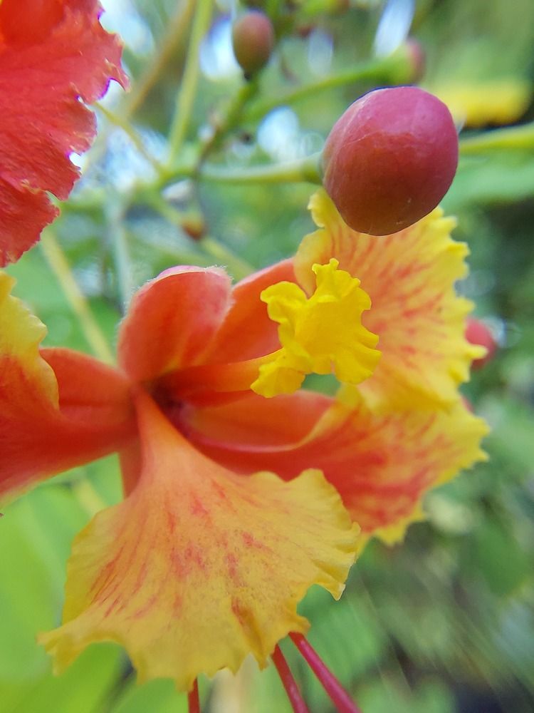 Photograph by CRINALDO REIS