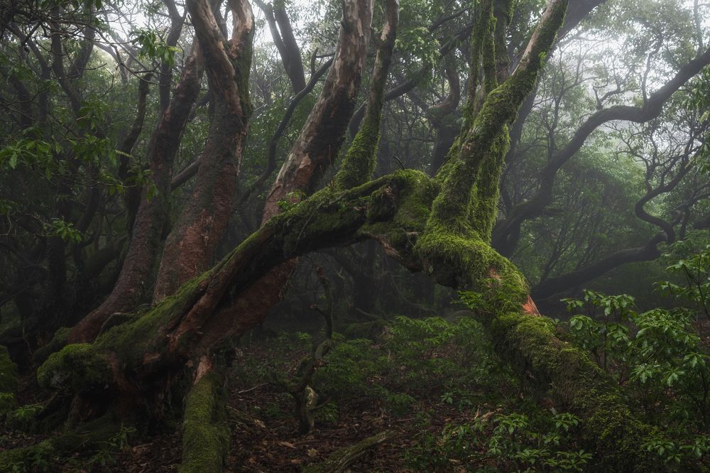 Photograph by Kaneko Atsushi