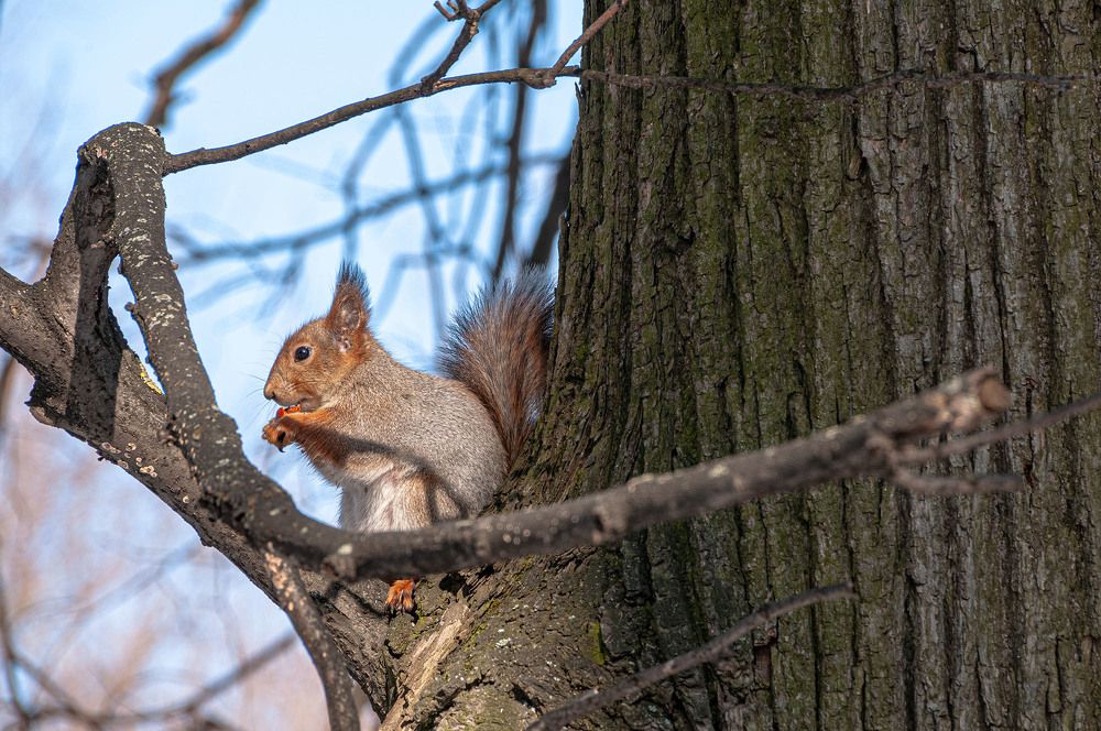 Photograph by Vladimir  Komarov