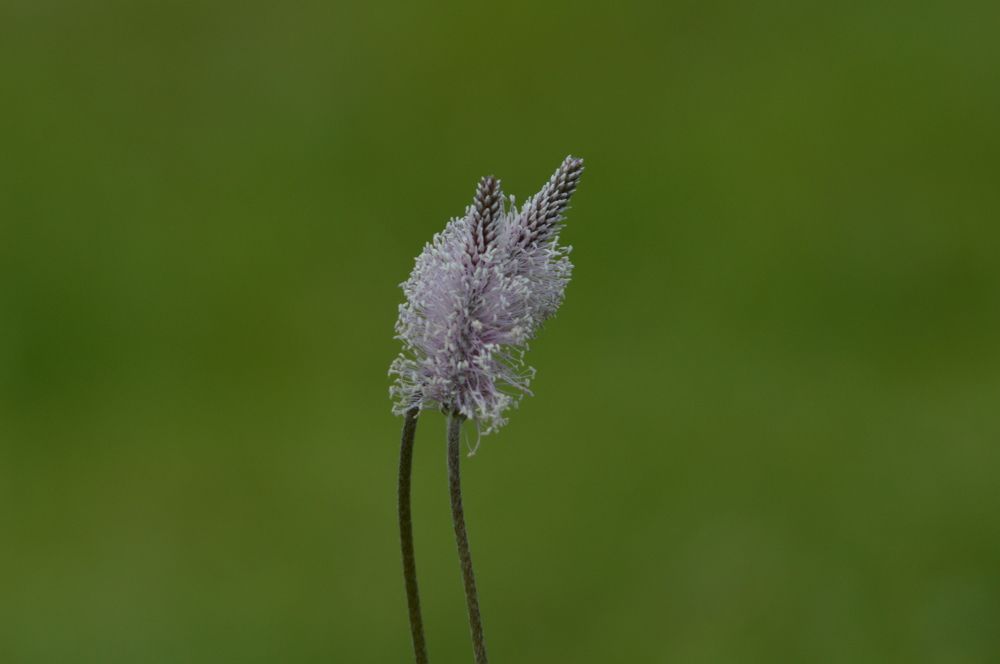 Соцветие подорожника