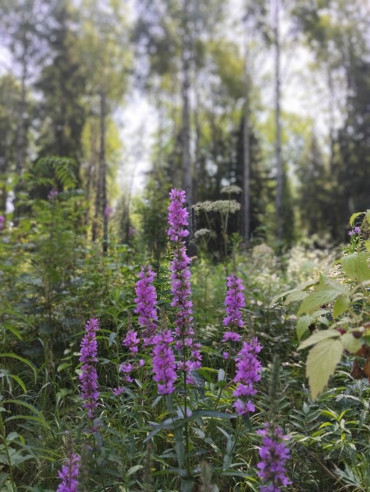 Photograph by Елена Малкова