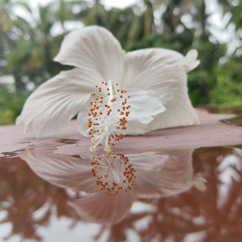 Photograph by Varsha Gatti