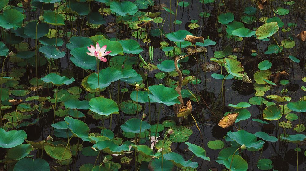 Фотография автора Reza Rafizadeh