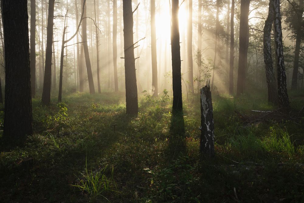 Сентябрьское утро в лесу