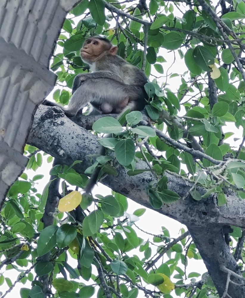 Photograph by S. Sasi kumar