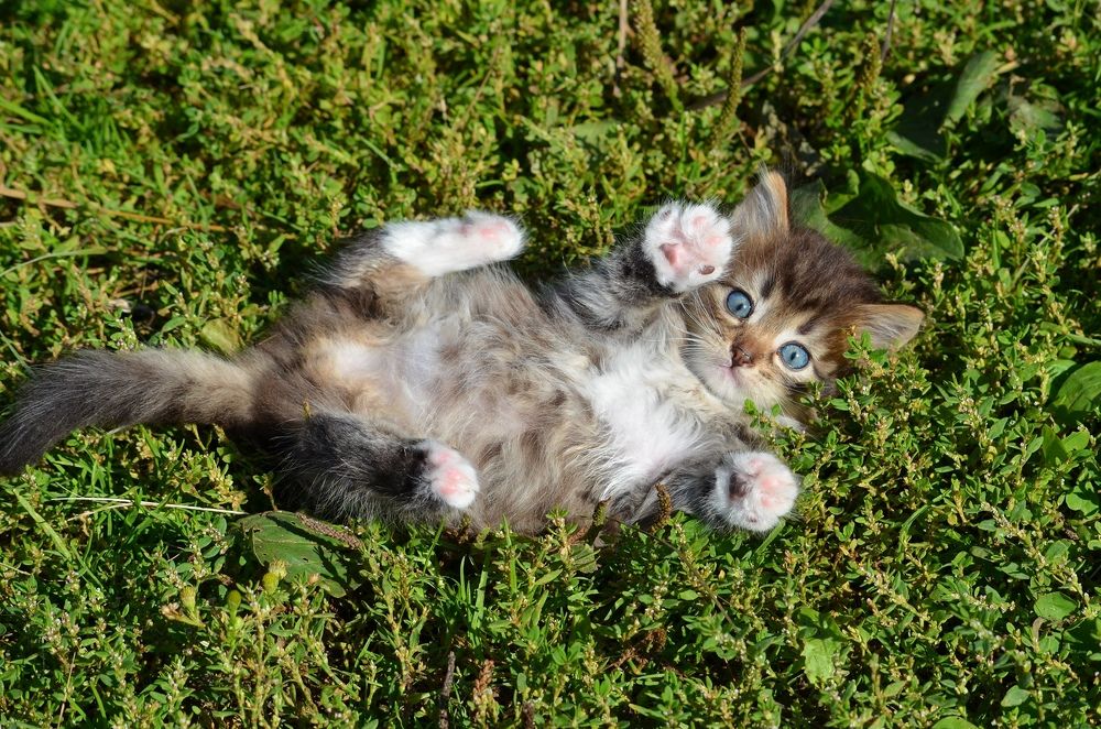 Photograph by Галина Катанова