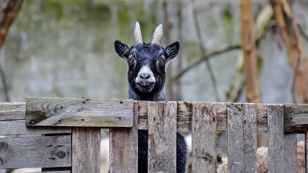 Друг был ещё жив