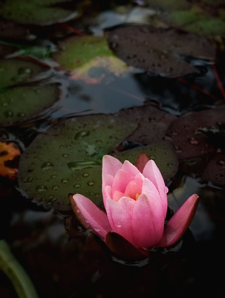 Photograph by Ольга Мажарук