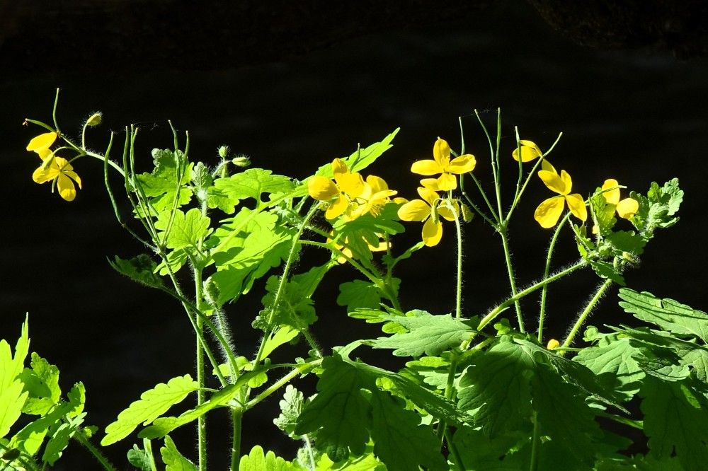 Photograph by jelena konickaja