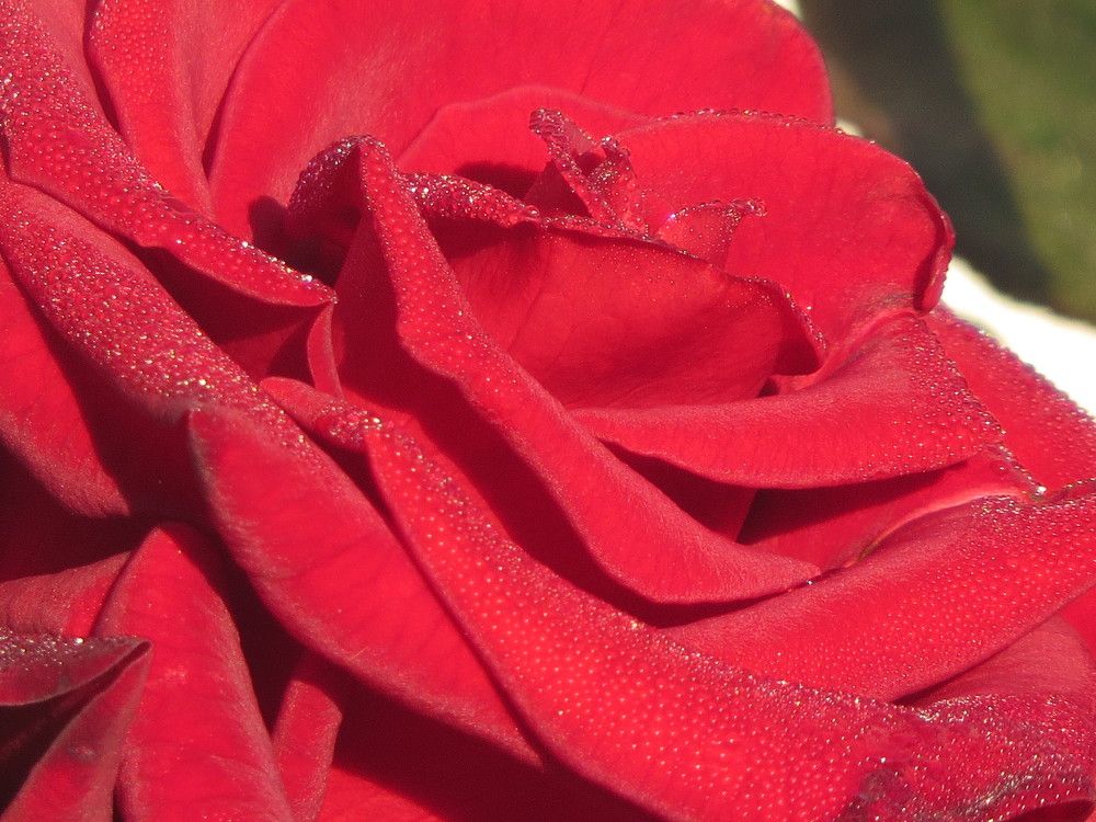 Photograph by Лариса Басова