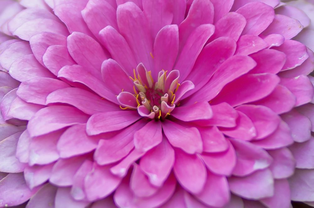 Фотография автора reza ahmadi