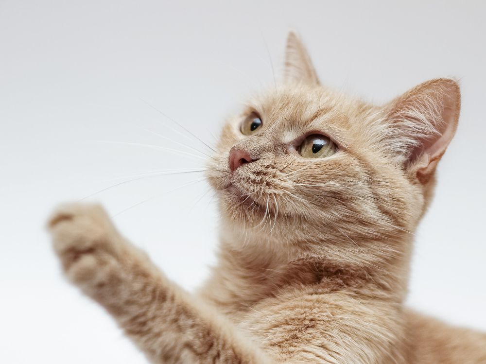 Фотография автора Евгения Никишина