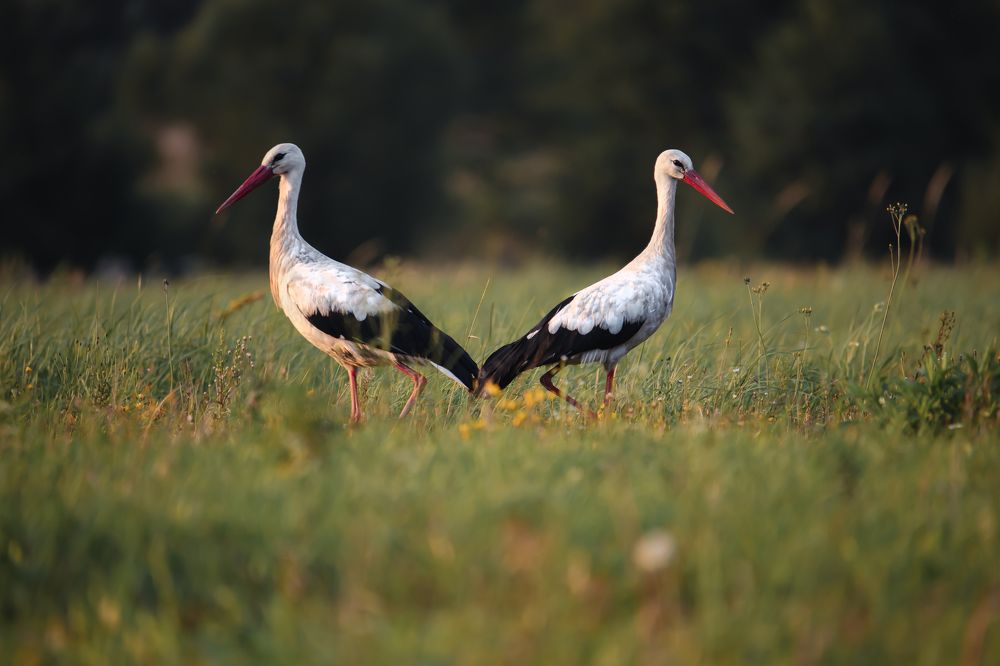 Photograph by Мария Ирешева