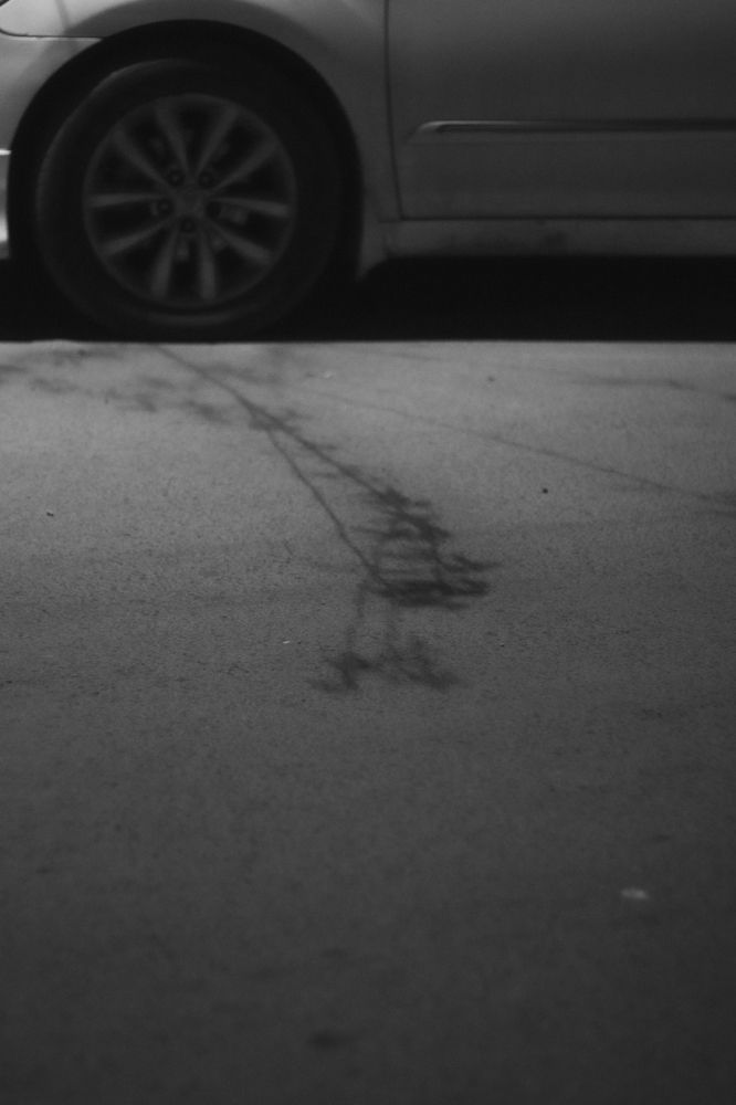 Photograph by Setareh Momenzadeh