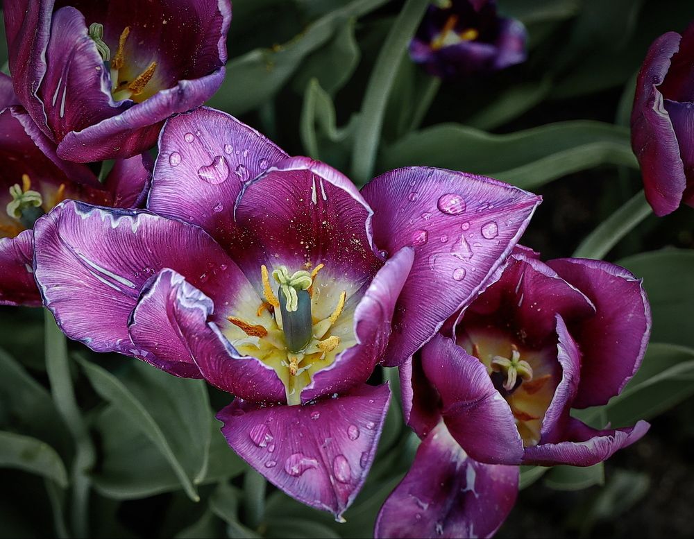 Май, в парке после дождя