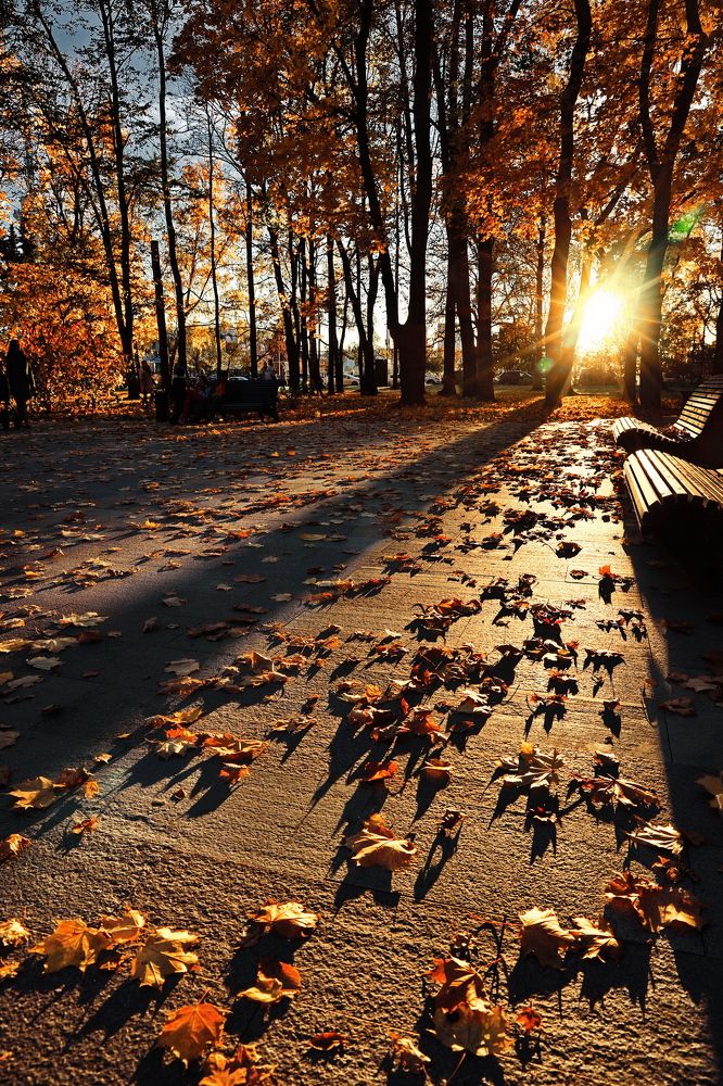 Парк у Речного Вокзала, Москва.