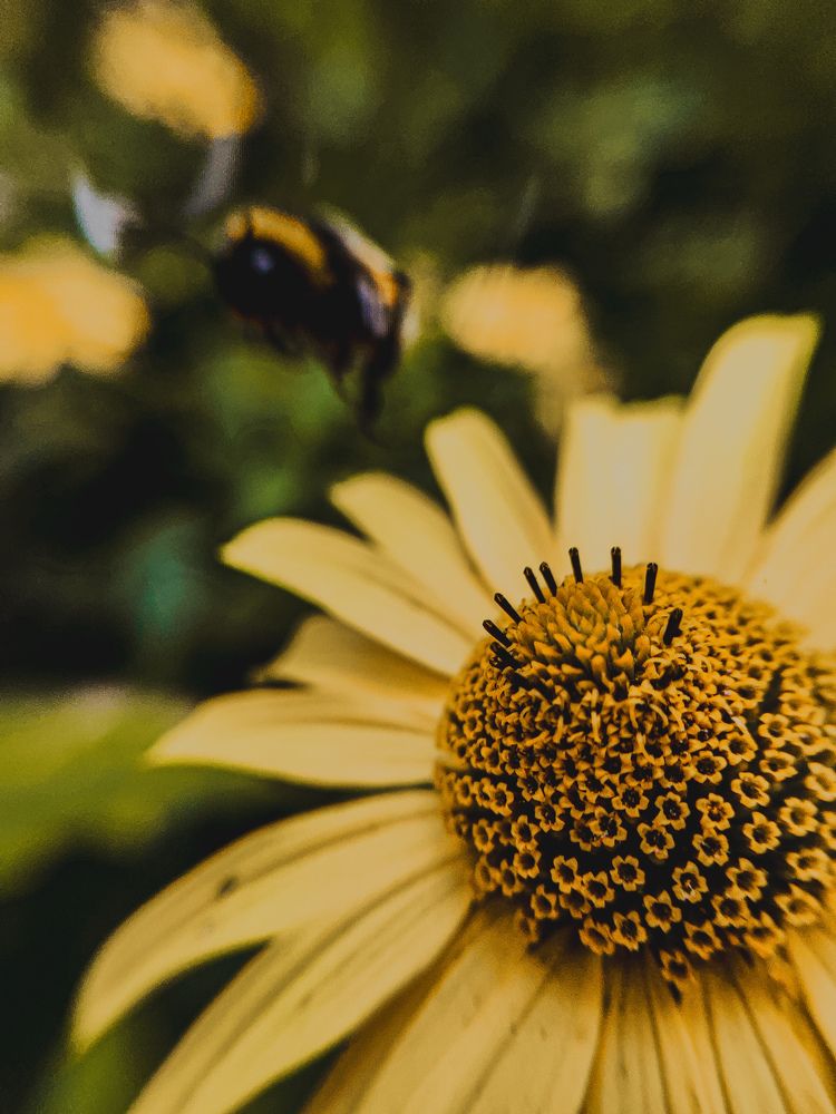 Фотография автора Алиса Исаева