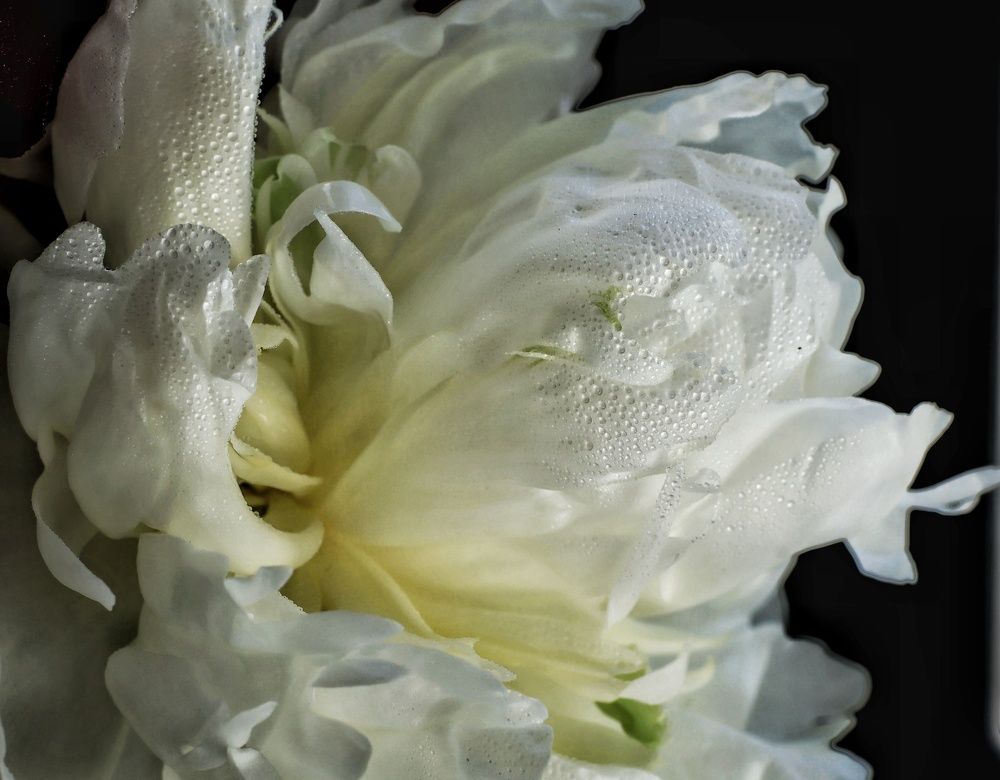 Photograph by Olga Asson