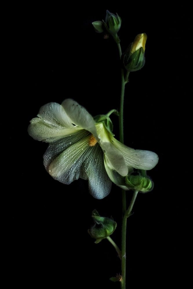 Photograph by Olga Asson