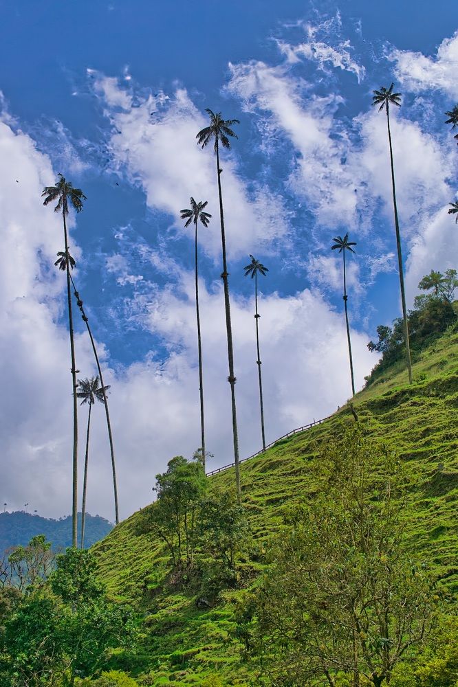 Majestic Heights of Cocora
