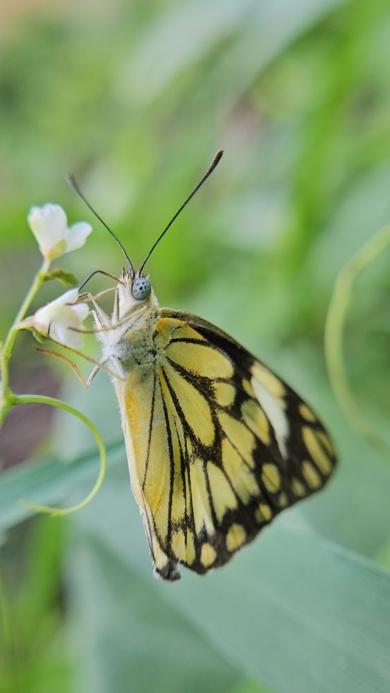 Photograph by Satheesh t s
