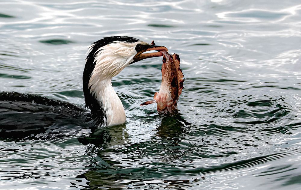 Australian Pied Cormorant's Saltwater Hunt