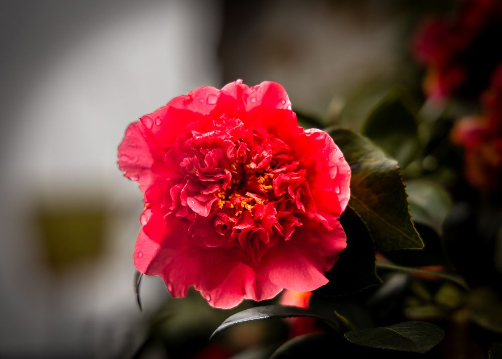 Фотография автора Kong SY