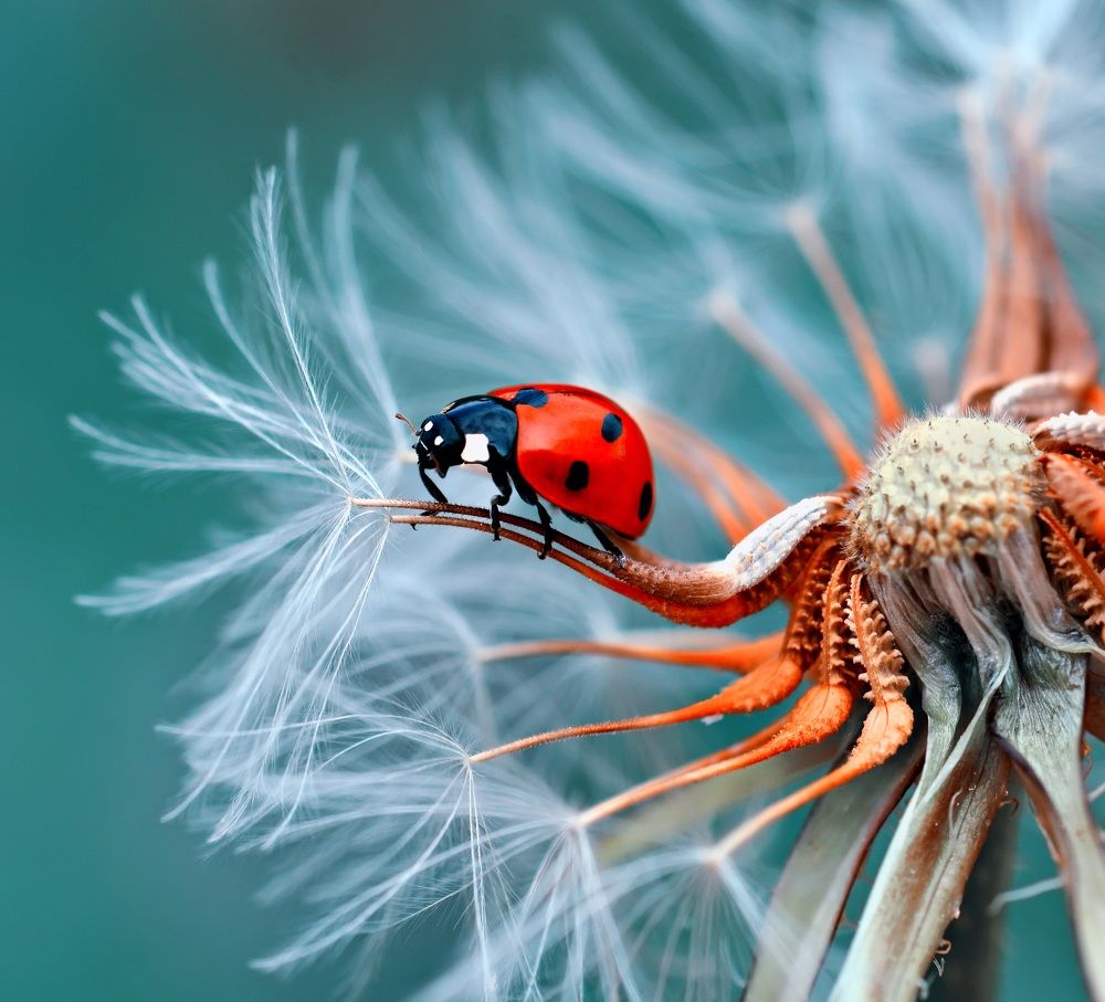 “Tiny details, huge wonder.”