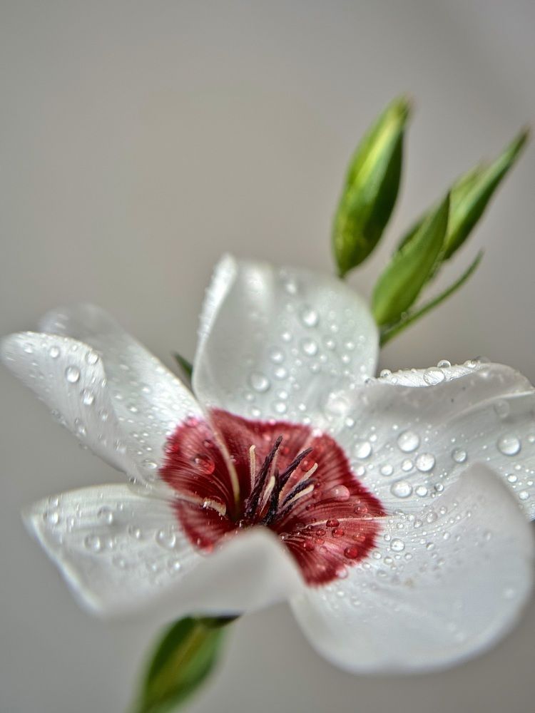 Photograph by Елена Цацулина