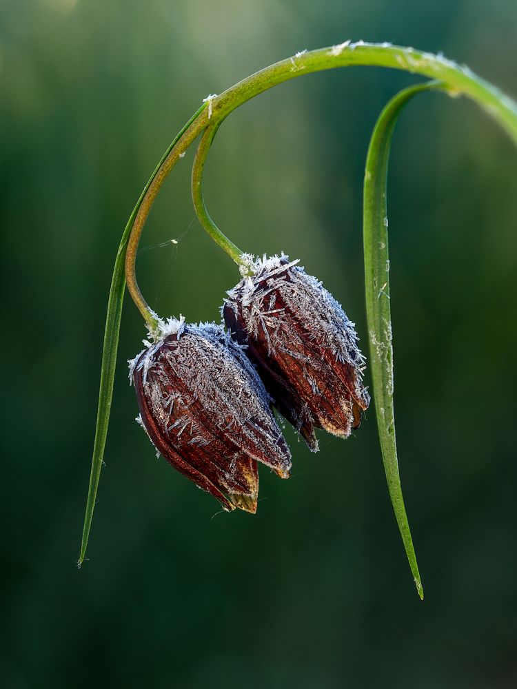 Photograph by Сергей Конюшенко