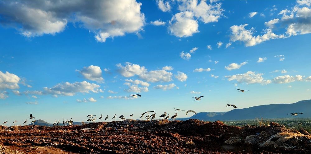 The effect of human race.