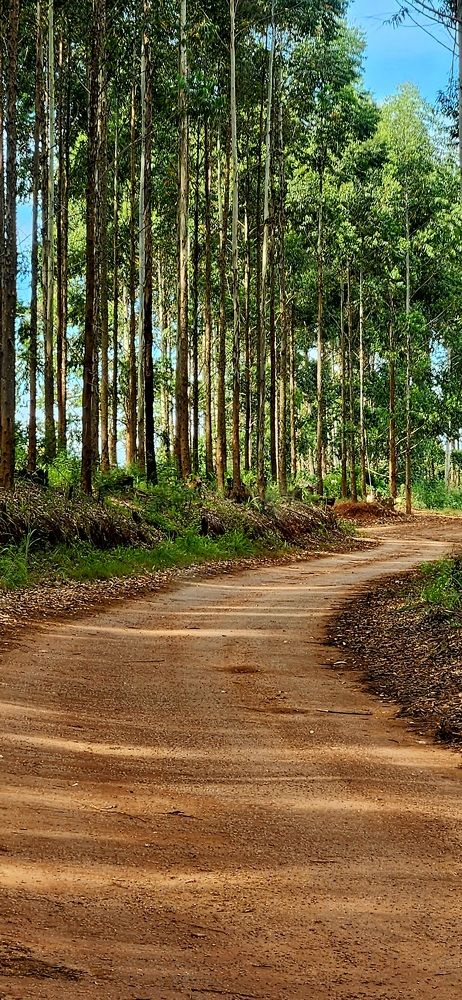 Фотография автора Nancy Thompson