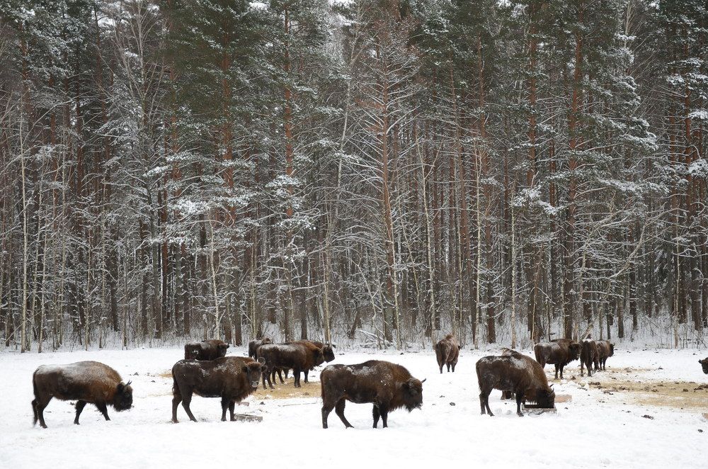 Photograph by Елена Сырцева