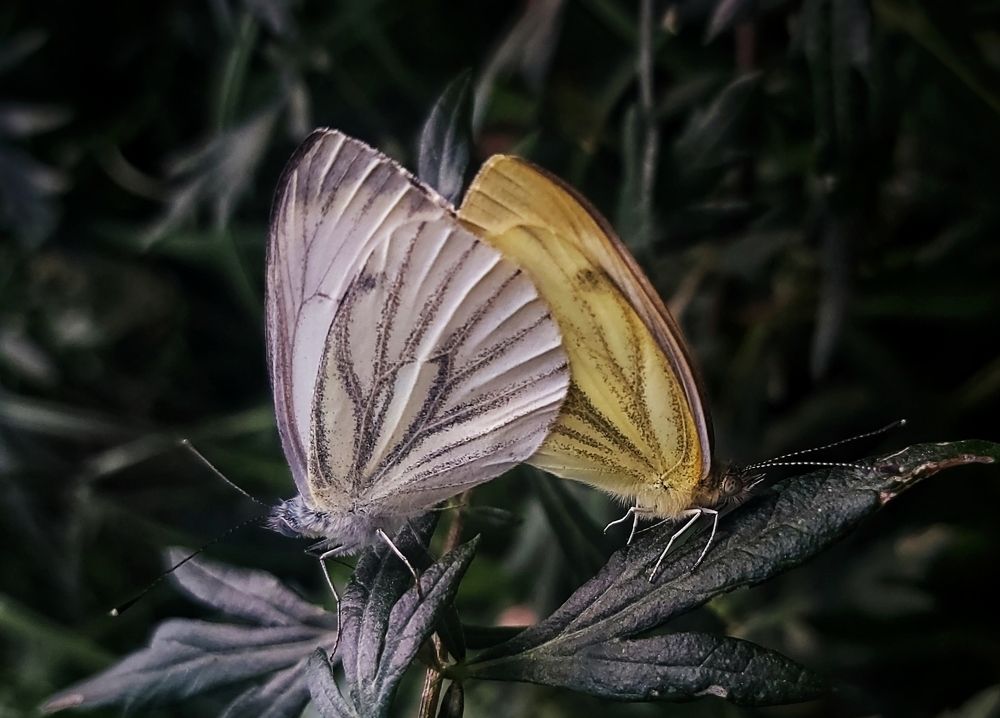 Photograph by Татьяна Сычёва