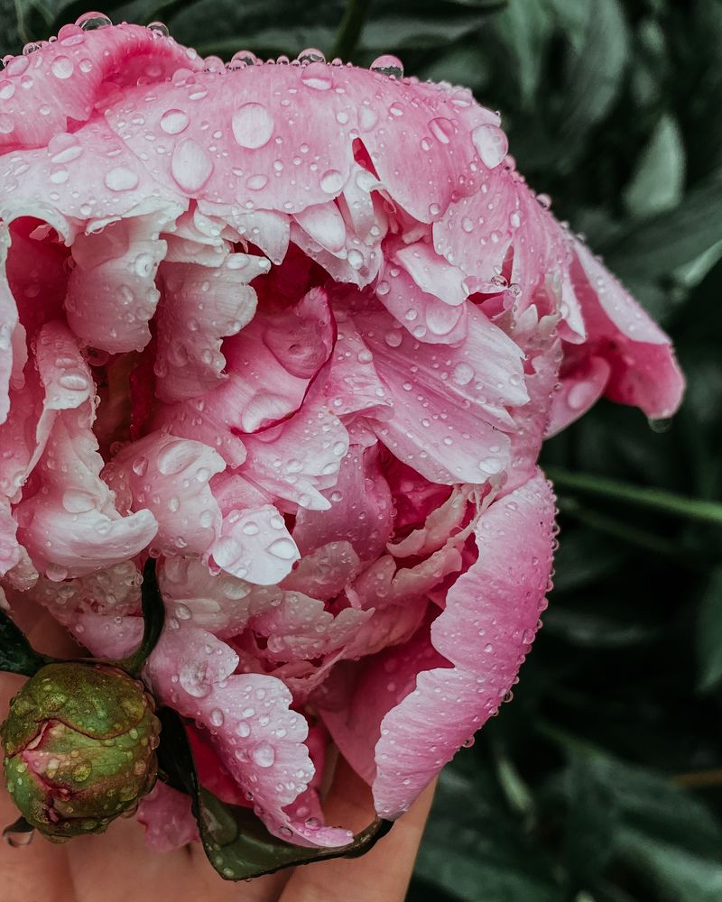 Photograph by Мария Петрова