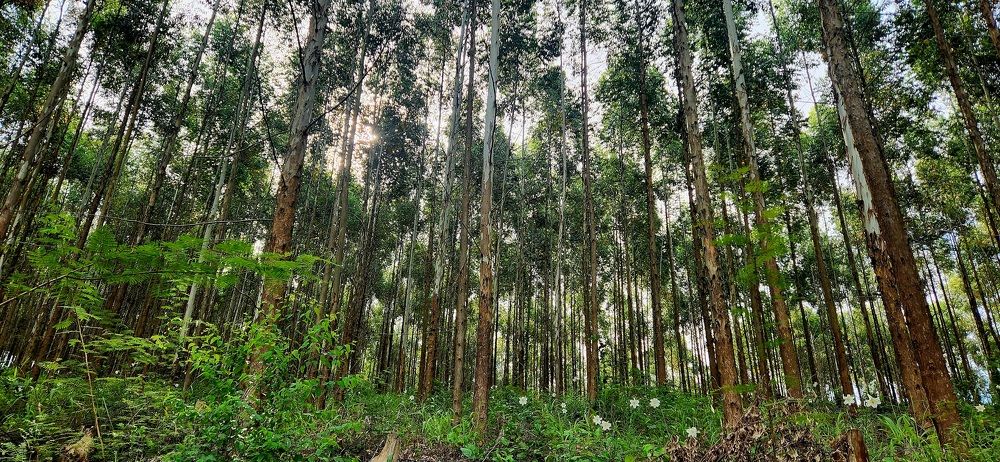 Фотография автора Nancy Thompson