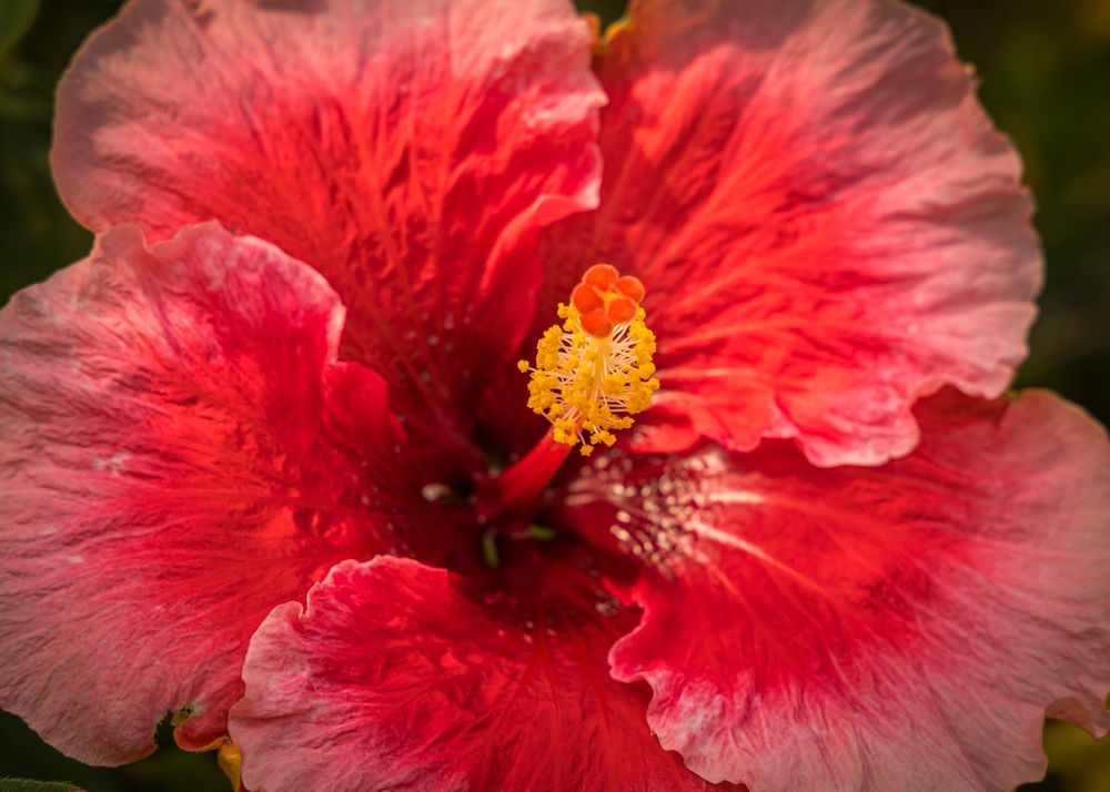 Фотография автора Kong SY