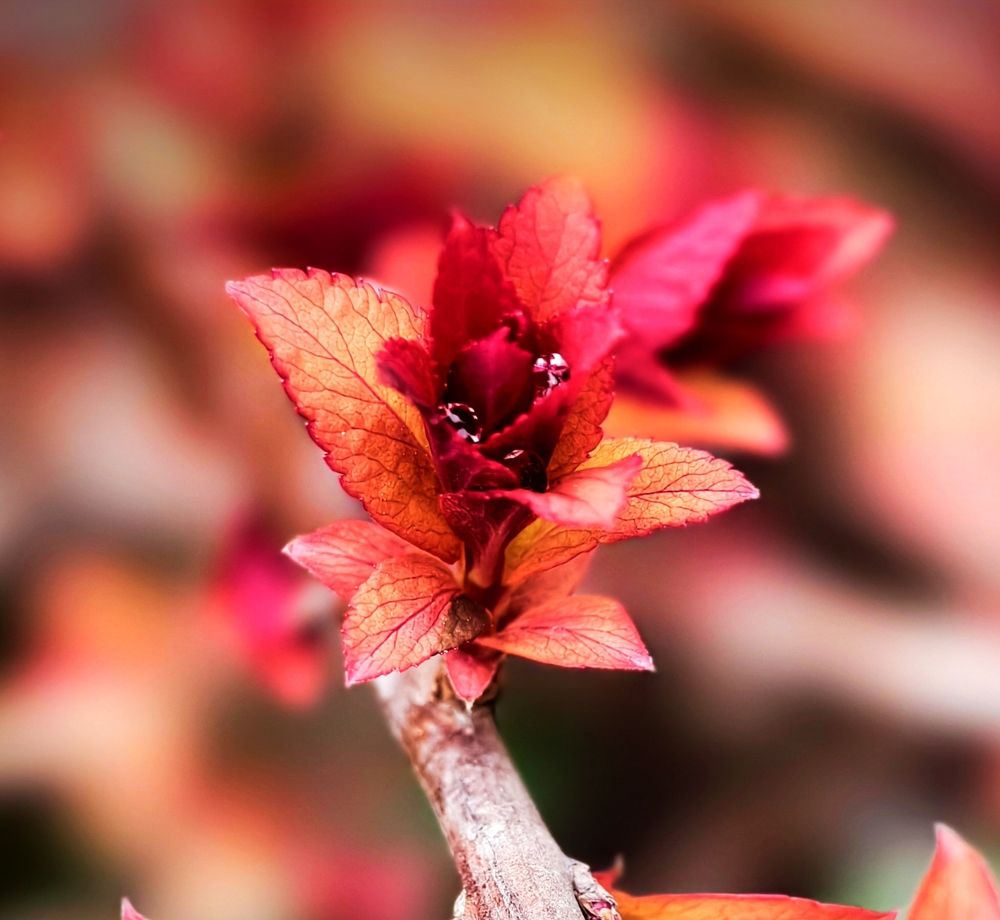 Фотография автора Stanislav Ermolin