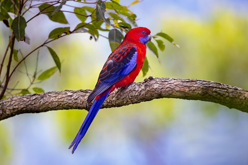 Australian Endemic Parrots - Avian Treasures