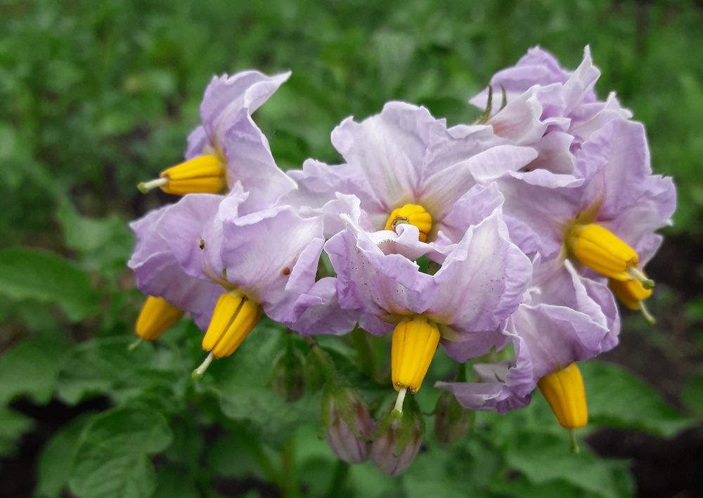 Photograph by Елена Алешкевич