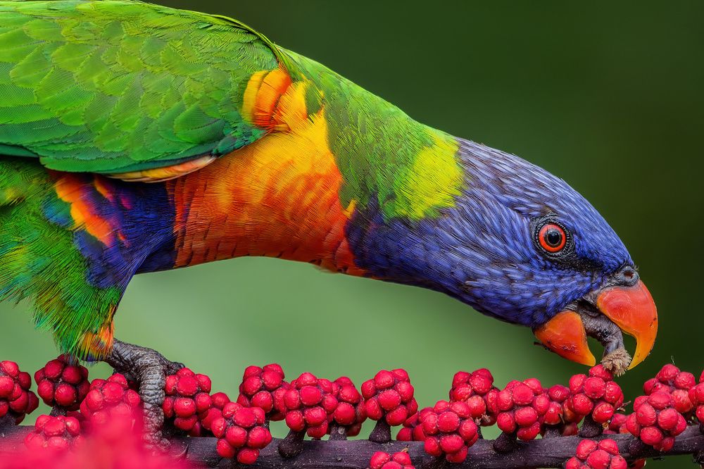 Rainbow Lorikeet on a Giant Schefflera blossom