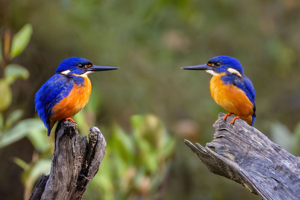 Azure Kingfishers